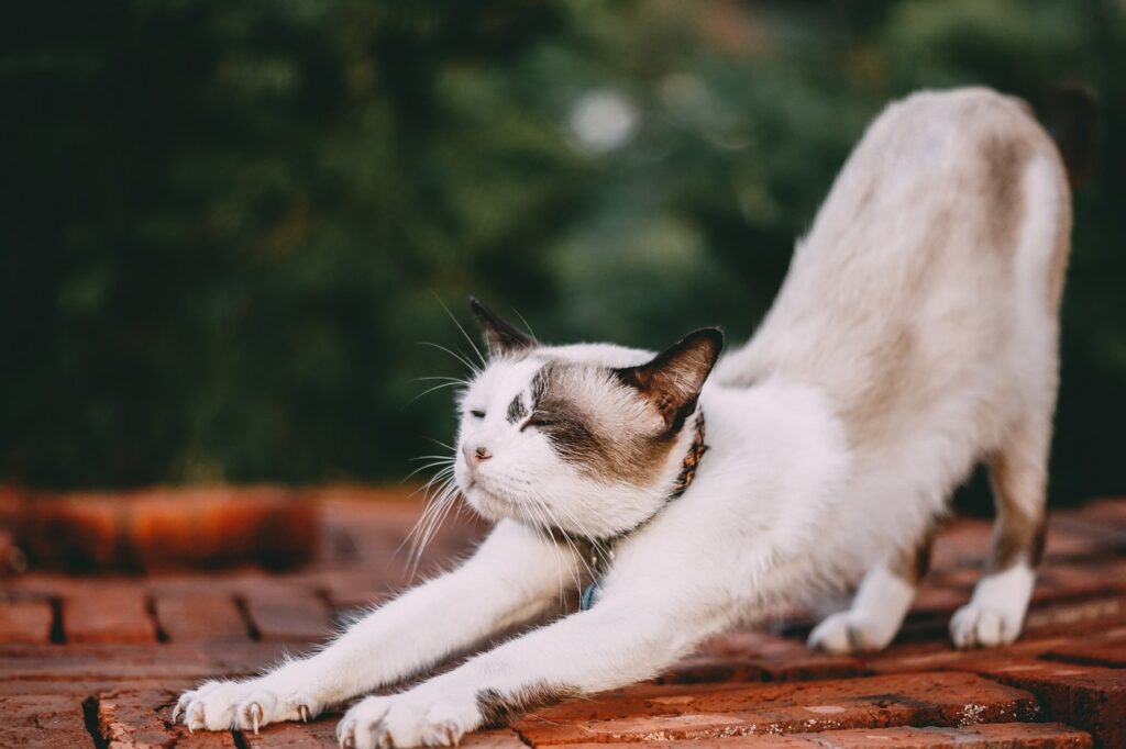 pet yoga